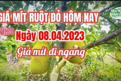 red-fleshed jackfruit prices
