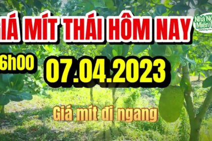 Thai jackfruit prices today