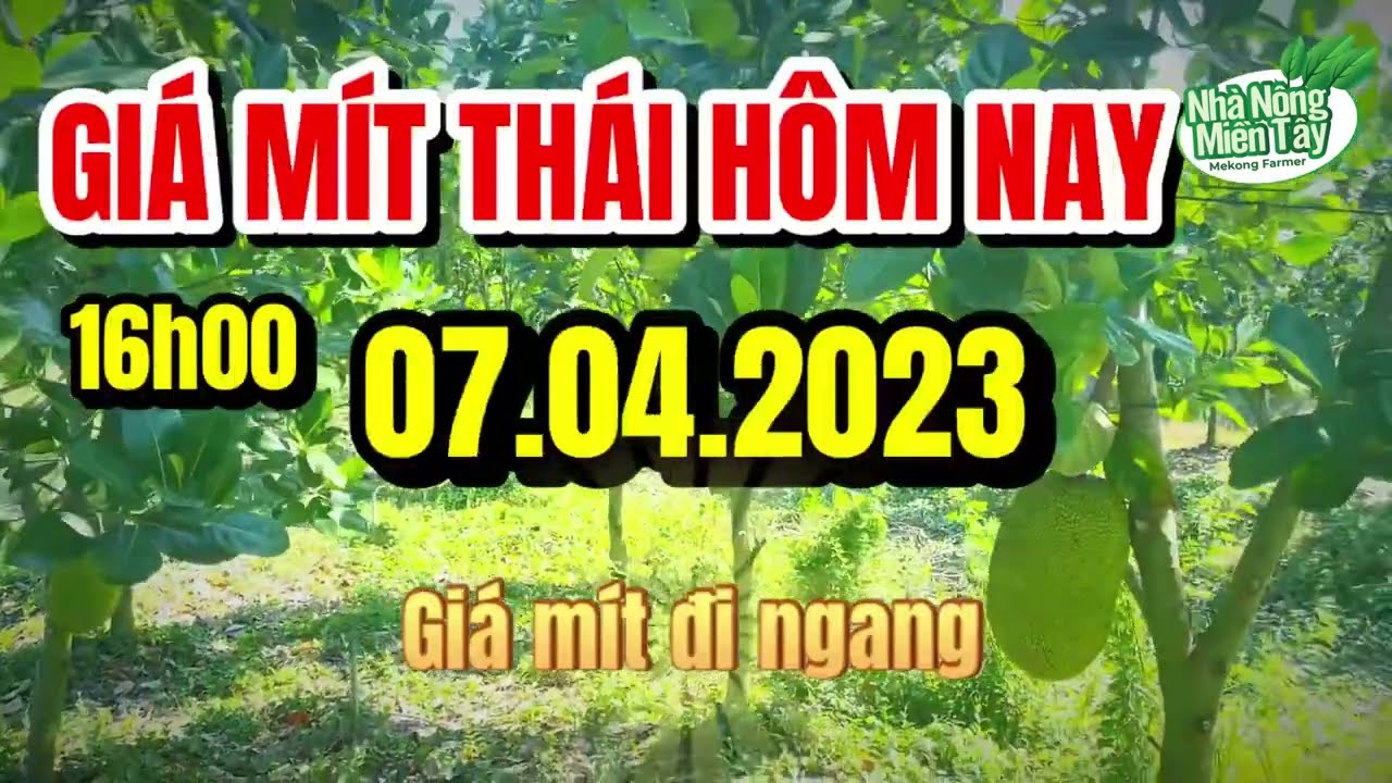 Thai jackfruit prices today