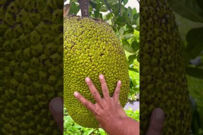 jackfruit farming