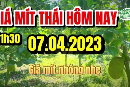 Thai jackfruit prices today