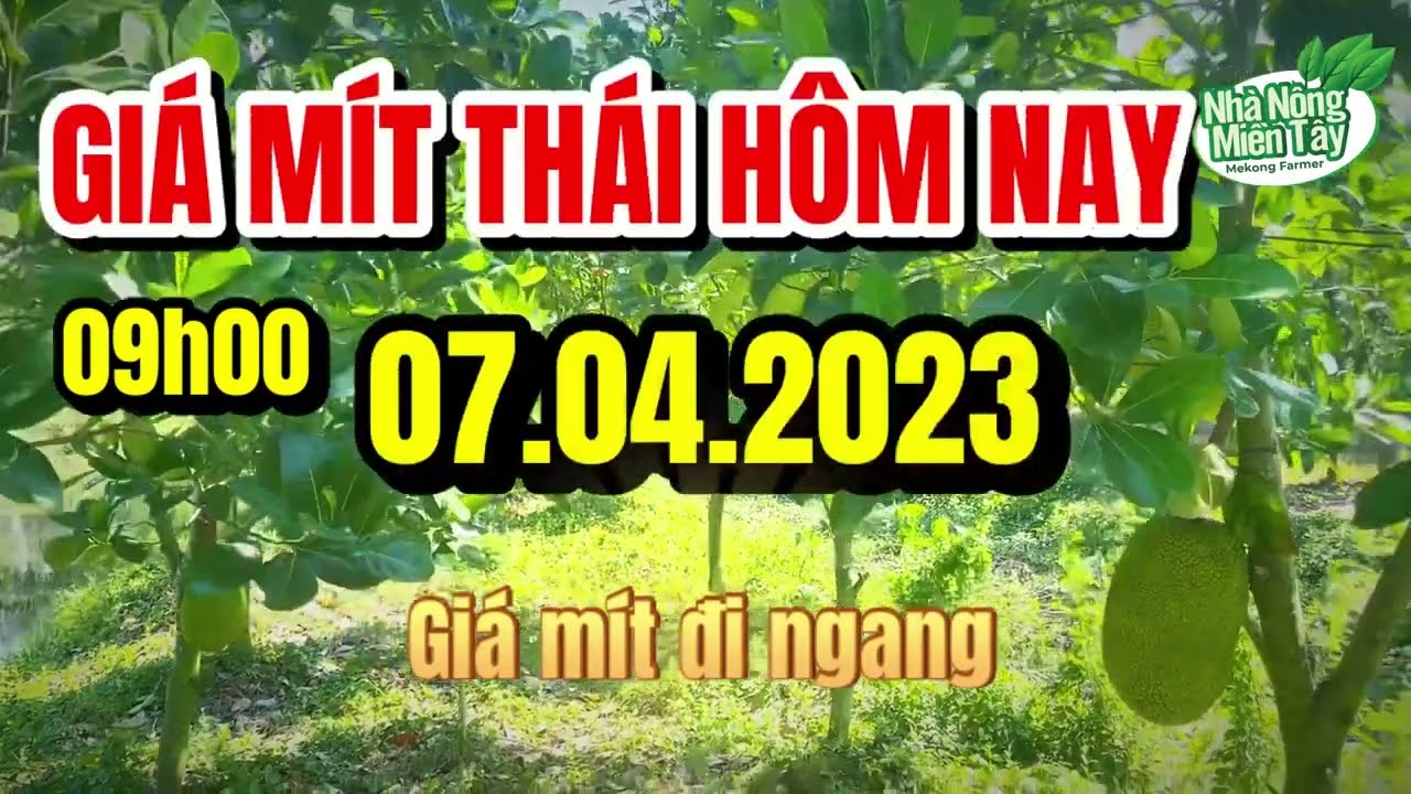 Thai jackfruit prices today