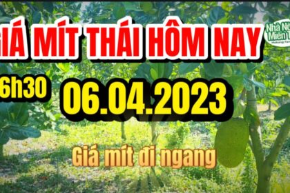 Thai jackfruit prices today