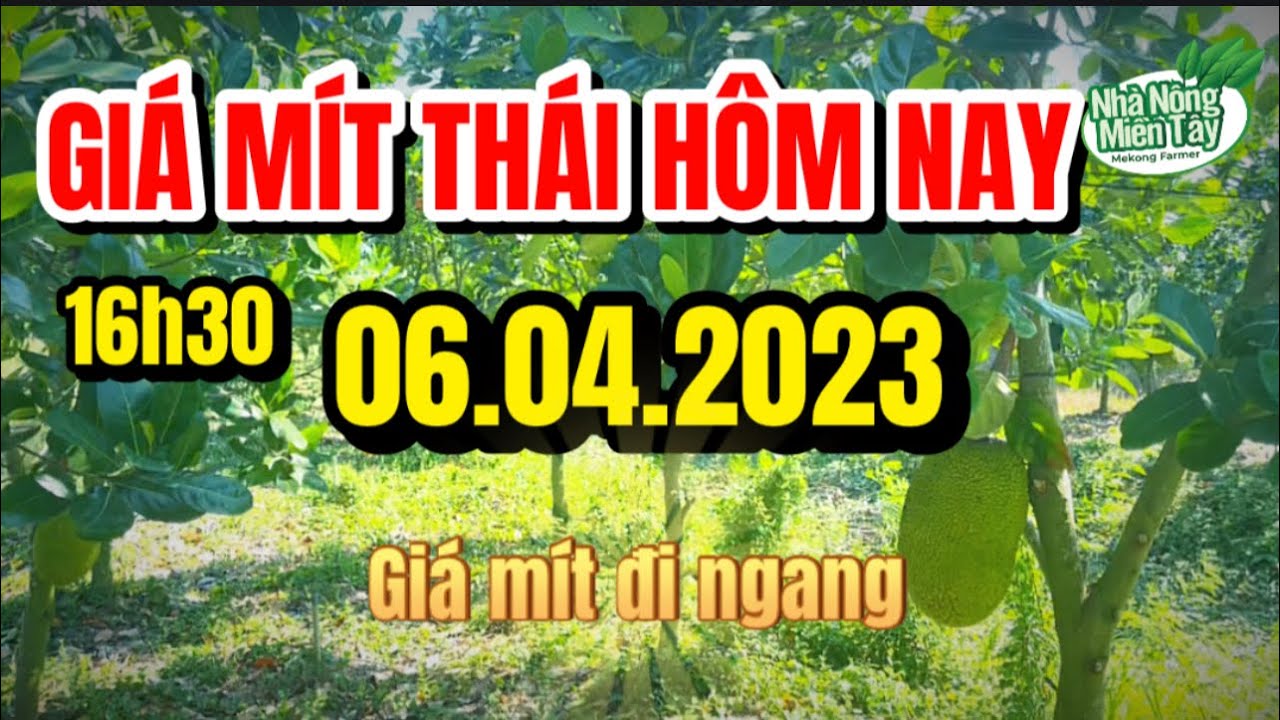 Thai jackfruit prices today