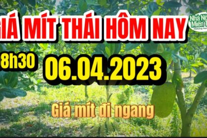Thai jackfruit prices today