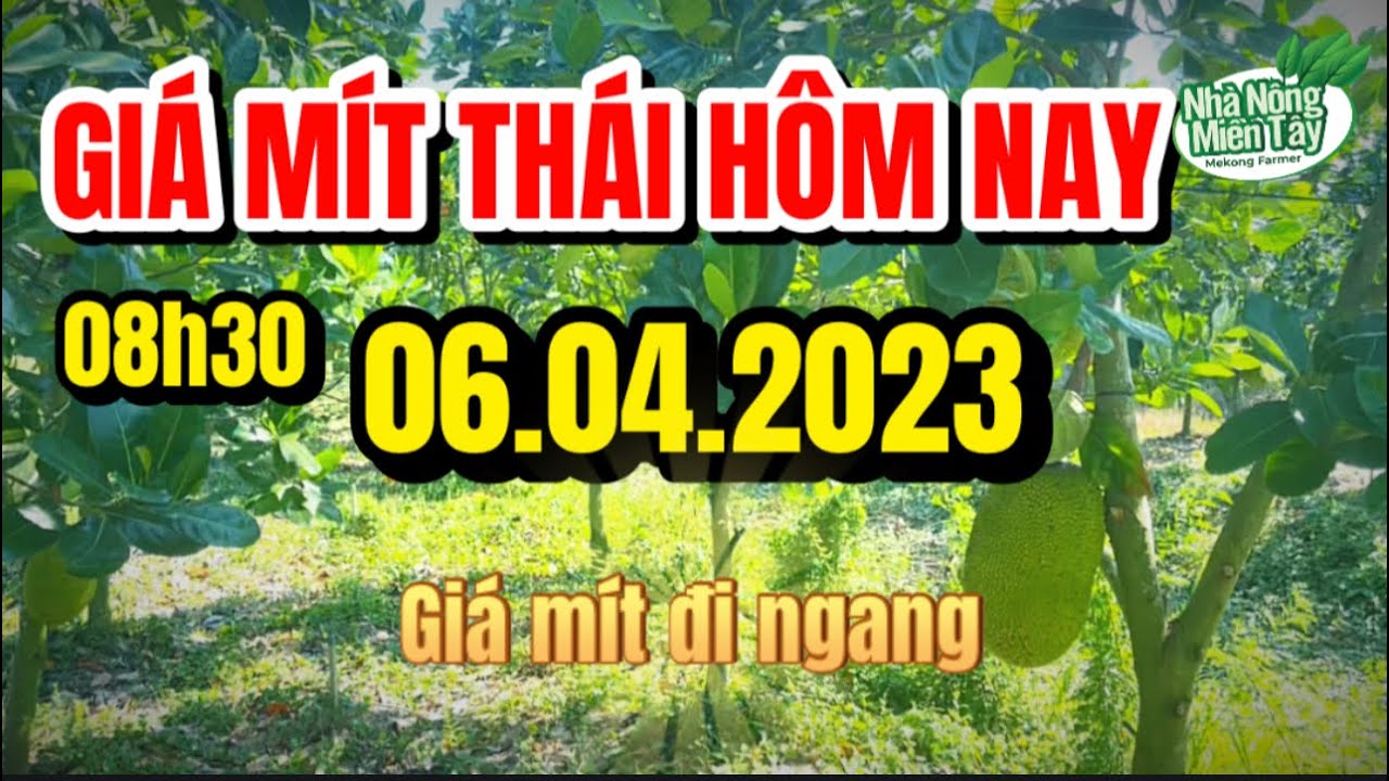 Thai jackfruit prices today
