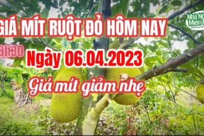 red-fleshed jackfruit prices