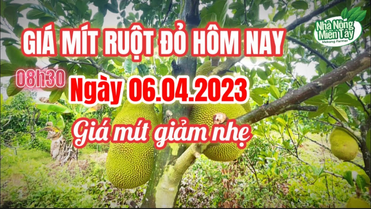 red-fleshed jackfruit prices