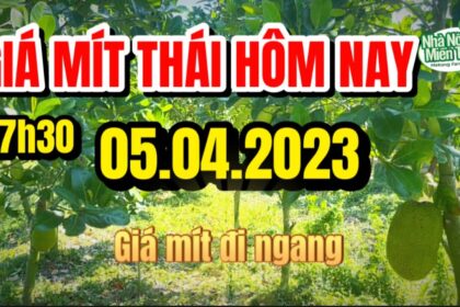 Thai jackfruit prices today