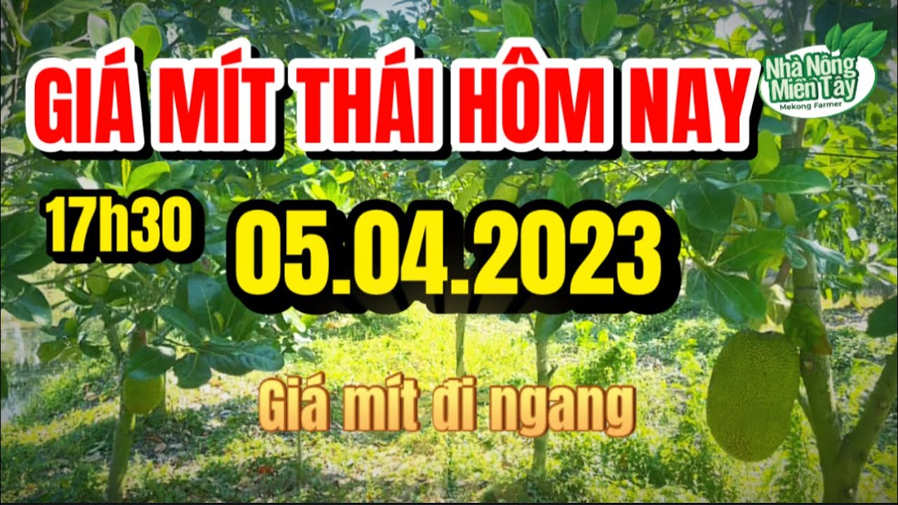 Thai jackfruit prices today