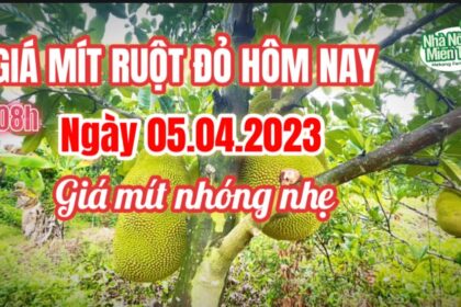 red-fleshed jackfruit prices