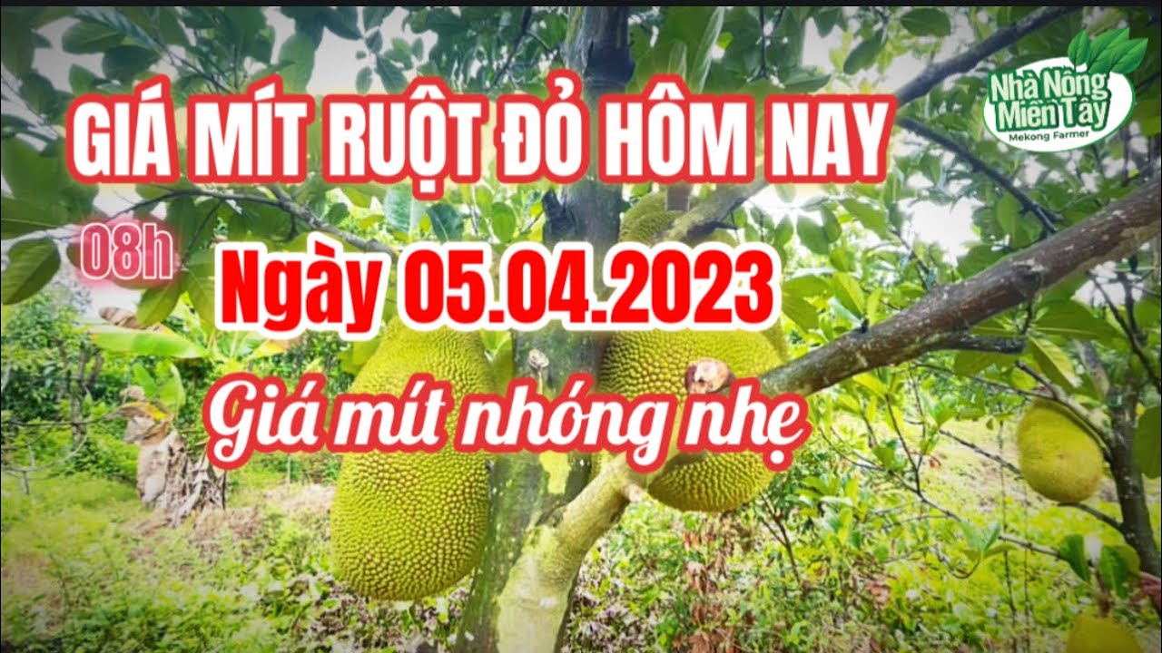 red-fleshed jackfruit prices