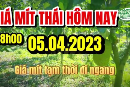 Thai jackfruit prices today