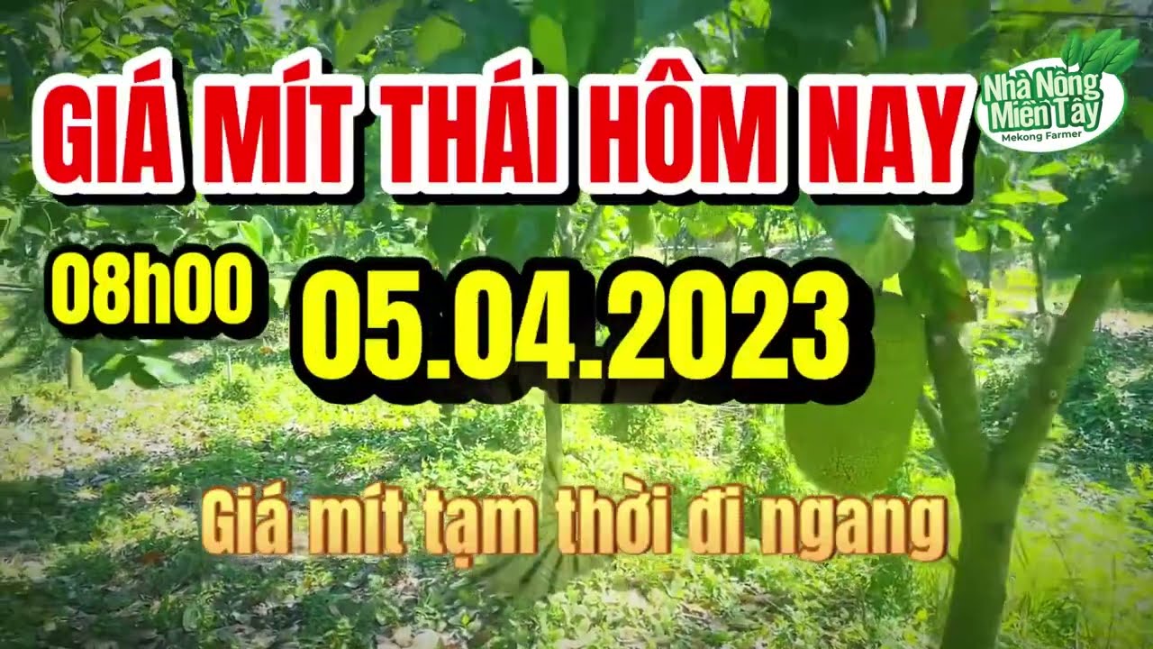 Thai jackfruit prices today