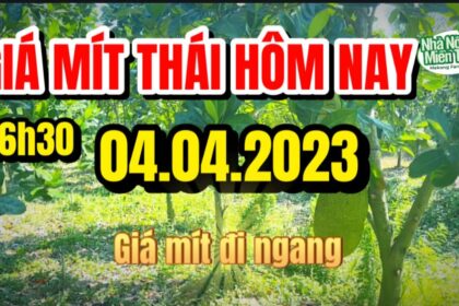Thai jackfruit prices today