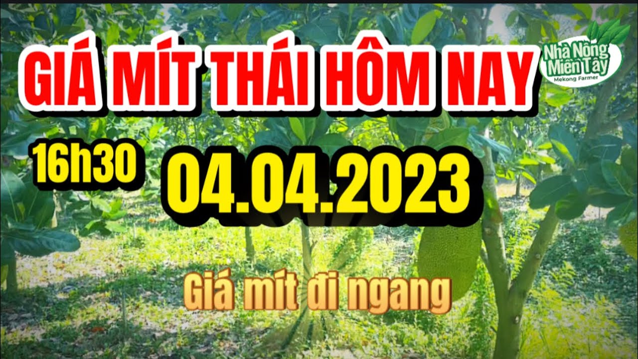 Thai jackfruit prices today