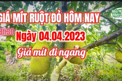 red-fleshed jackfruit prices