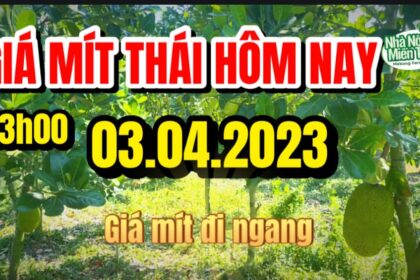 Thai jackfruit prices today