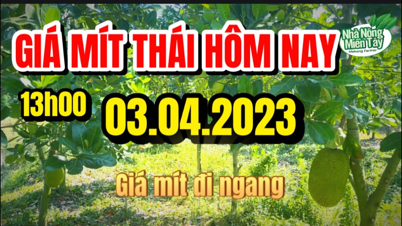 Thai jackfruit prices today