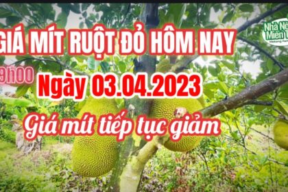 red-fleshed jackfruit prices