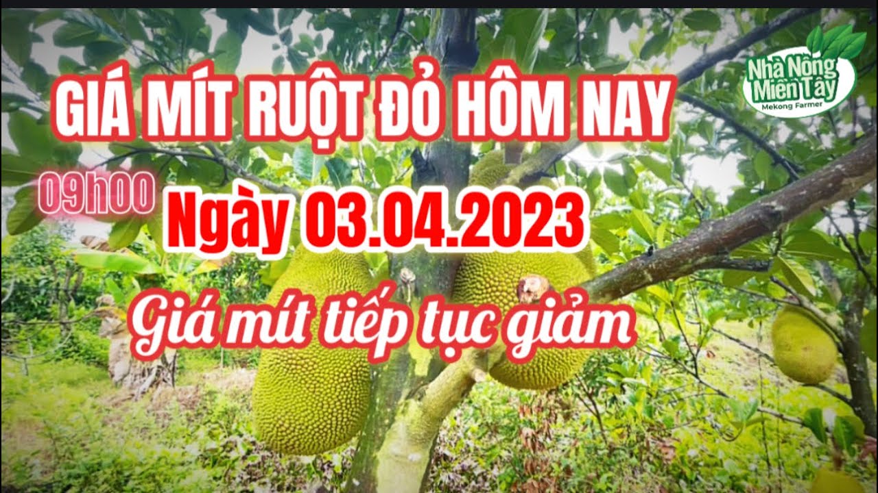 red-fleshed jackfruit prices