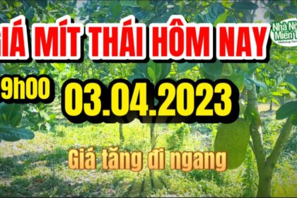 Thai jackfruit prices today