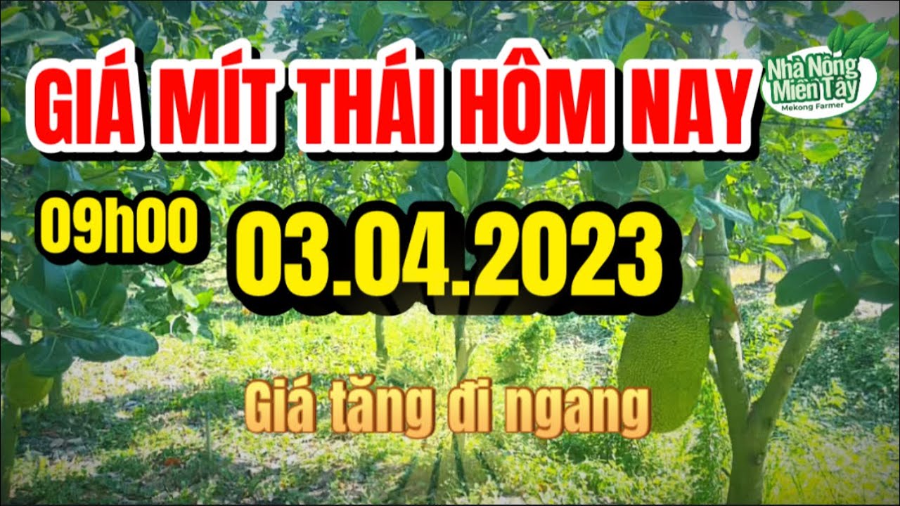 Thai jackfruit prices today