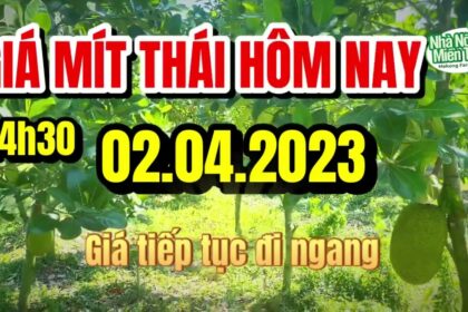 Thai jackfruit prices today