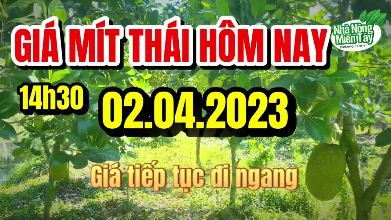 Thai jackfruit prices today