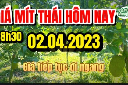 Thai jackfruit prices today