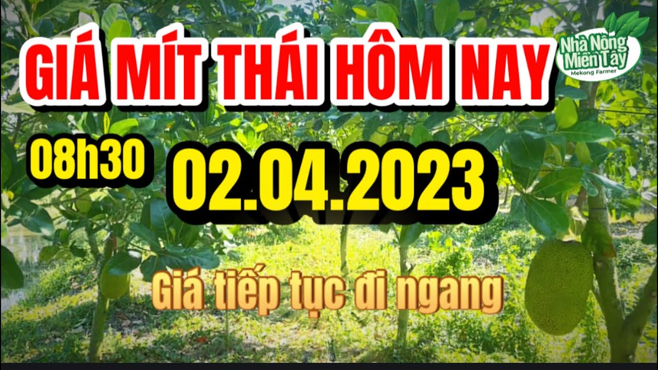 Thai jackfruit prices today