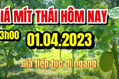 Thai jackfruit prices today