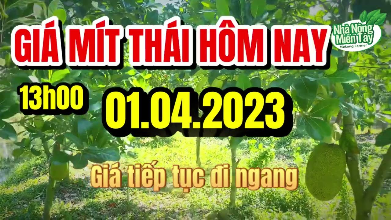 Thai jackfruit prices today