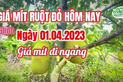 red-fleshed jackfruit prices