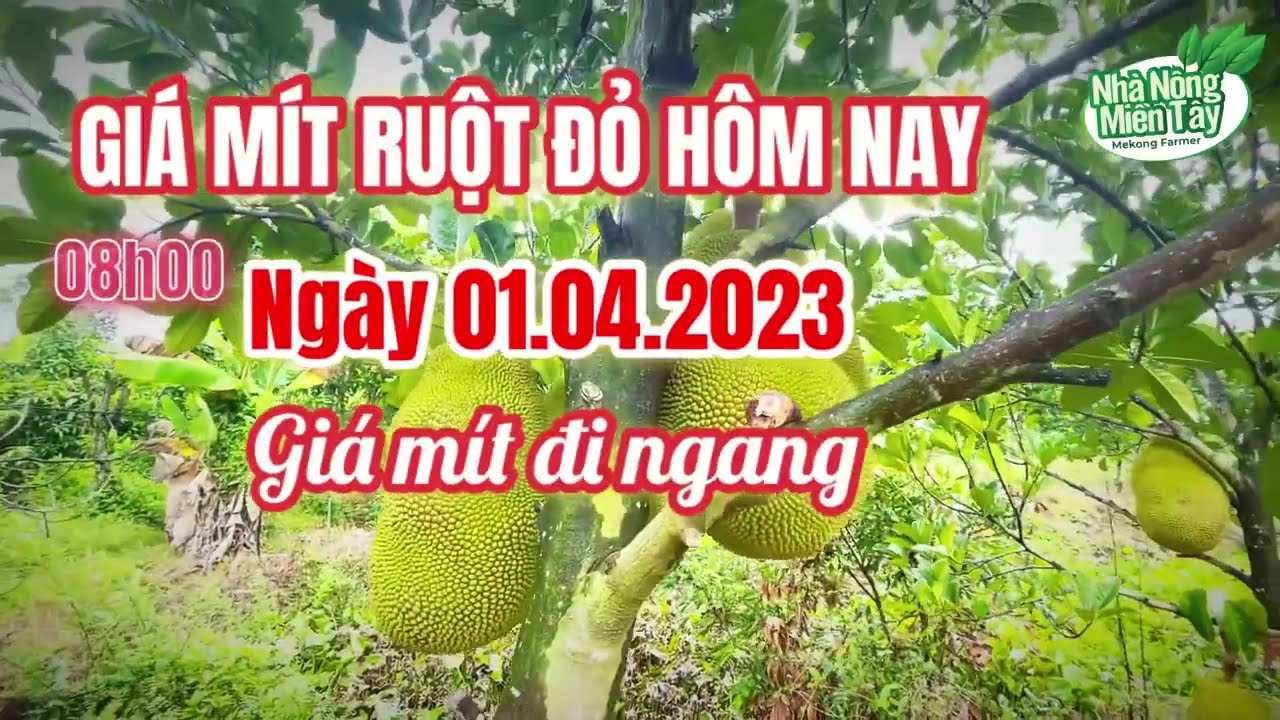 red-fleshed jackfruit prices
