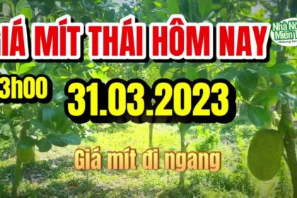 Thai jackfruit prices today