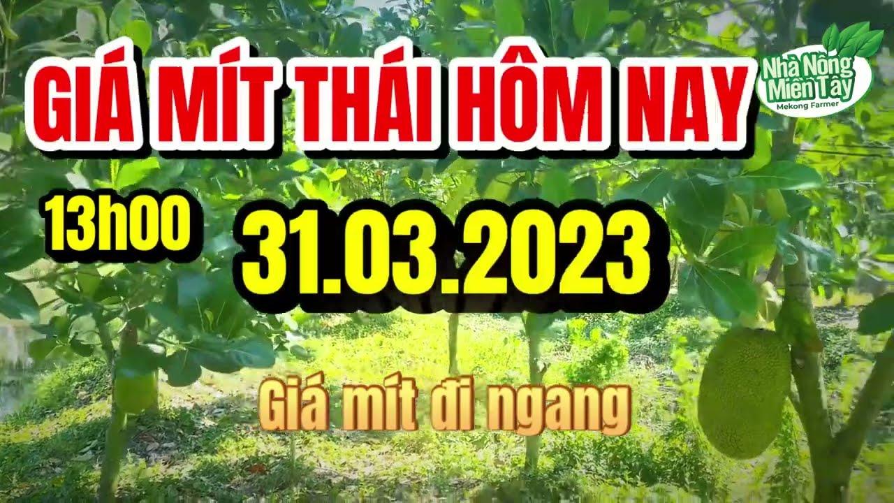 Thai jackfruit prices today