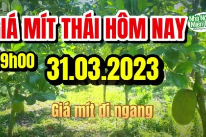 Thai jackfruit prices today