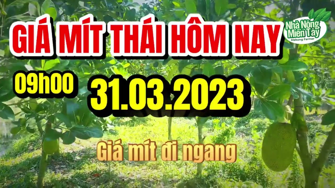 Thai jackfruit prices today