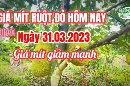 red-fleshed jackfruit prices