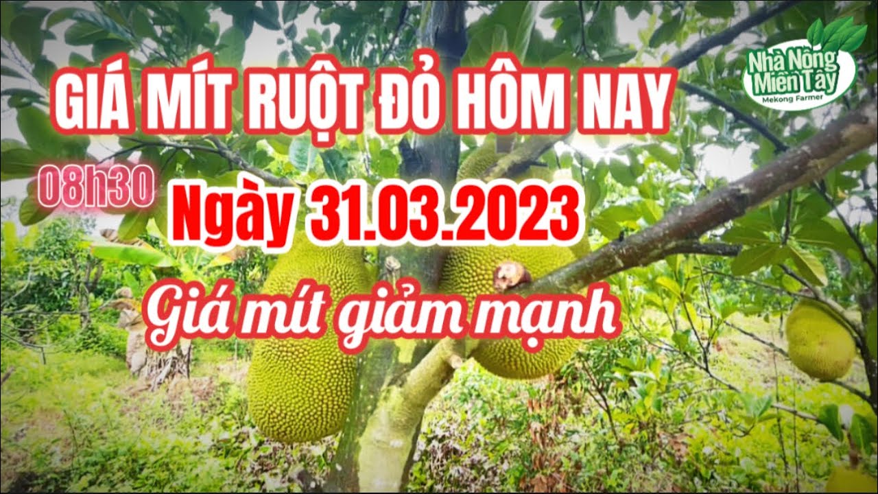 red-fleshed jackfruit prices