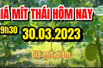 Thai jackfruit prices today