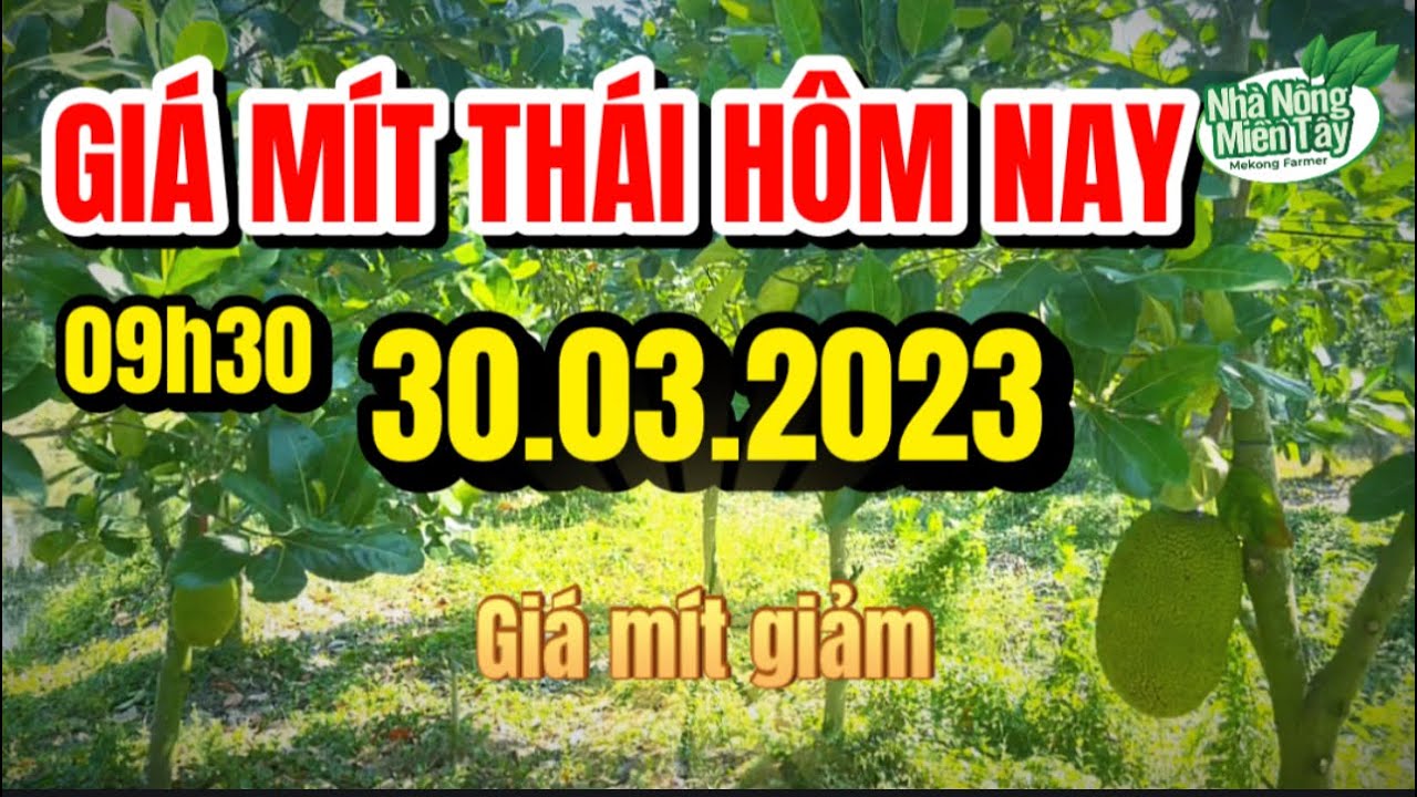 Thai jackfruit prices today