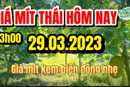 Thai jackfruit prices today
