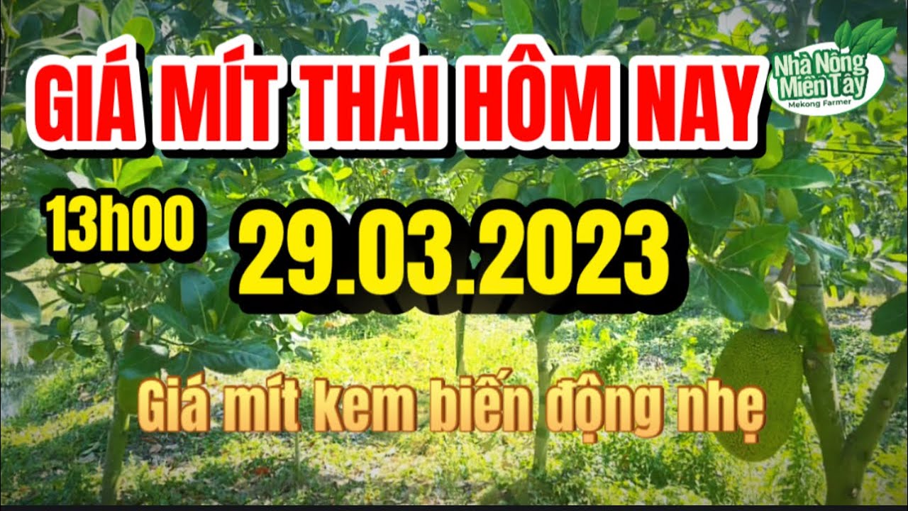 Thai jackfruit prices today