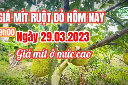 red-fleshed jackfruit prices