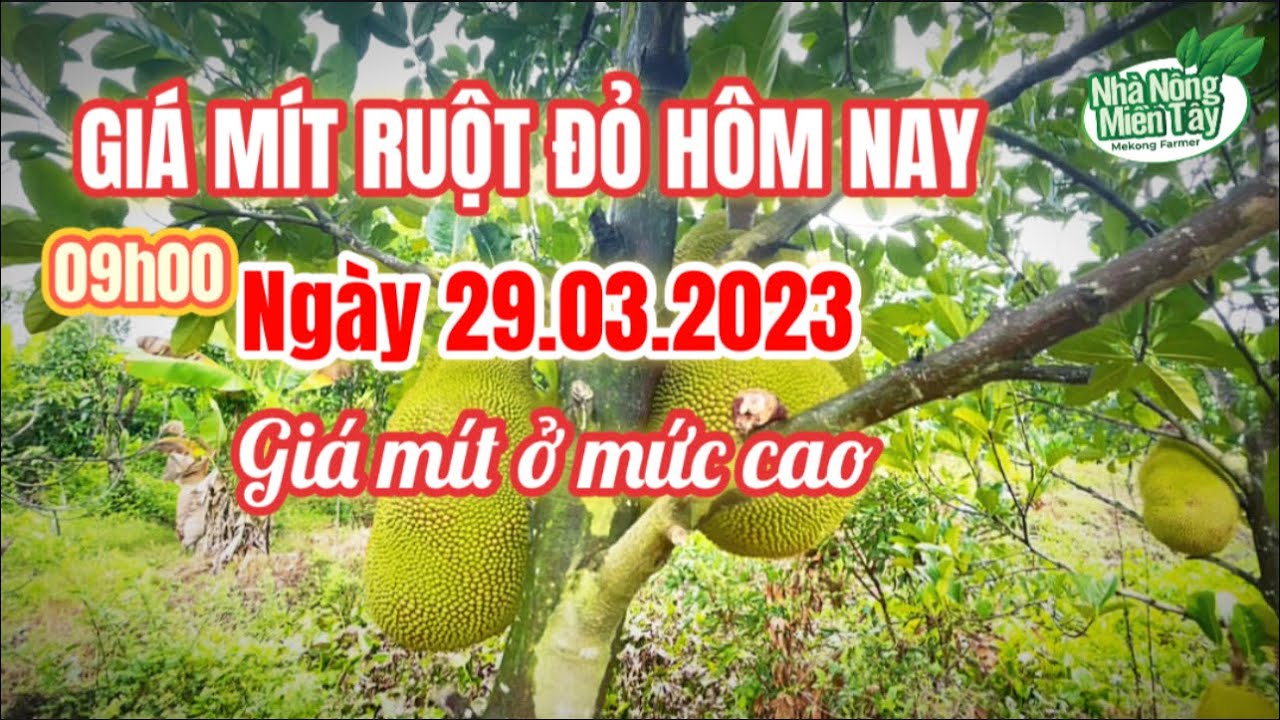 red-fleshed jackfruit prices