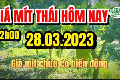 Thai jackfruit prices today