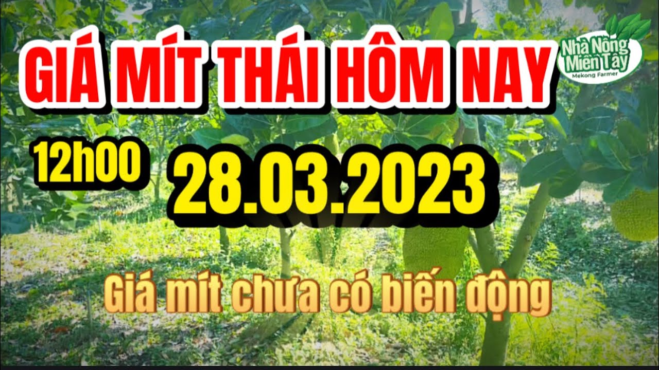 Thai jackfruit prices today