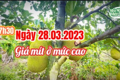 red-fleshed jackfruit prices